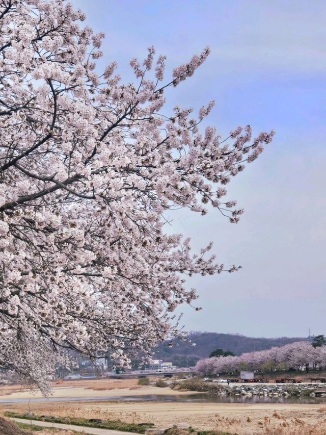영주봄벚꽃맛집🩷[영주 강변 벚꽃 산책로] 