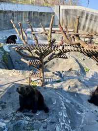 A Relaxed Day in Noboribetsu – Bears, Views & Volcanic Wonders