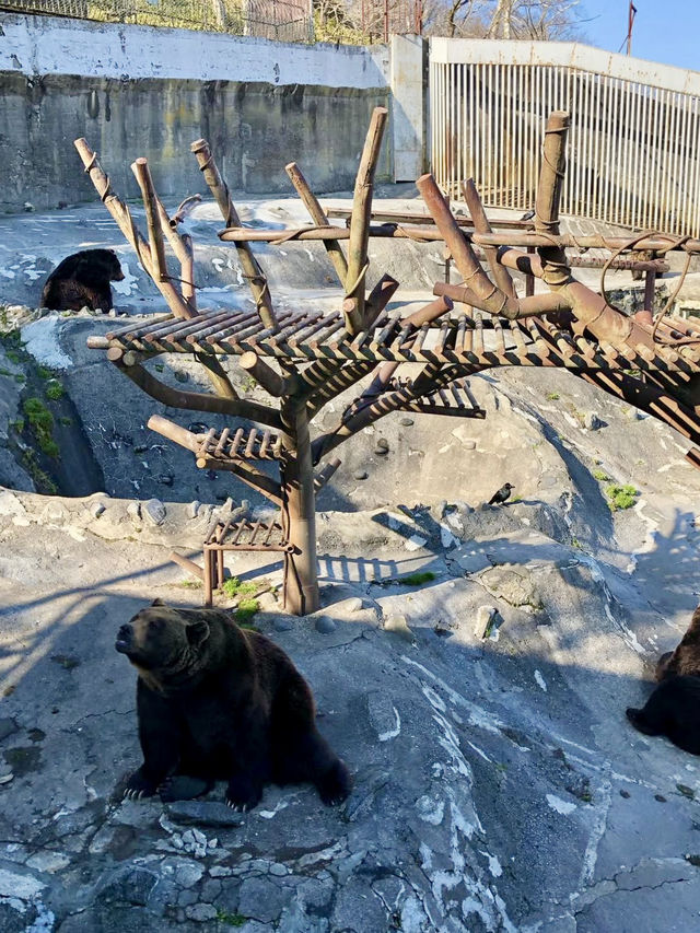 A Relaxed Day in Noboribetsu – Bears, Views & Volcanic Wonders