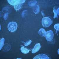 Bangsaen Aquarium - สื่อเรียนรู้ความบันเทิงใต้ทะเล