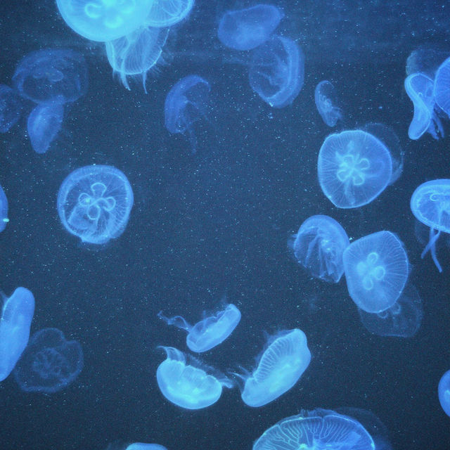 Bangsaen Aquarium - สื่อเรียนรู้ความบันเทิงใต้ทะเล