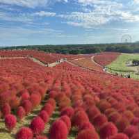 Fiery red carpets with kochia bushes in Hitachi Seaside Park