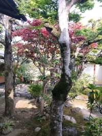 Spring Visit to Shiga Naoya’s Old Pad