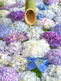 紫陽花　花手水