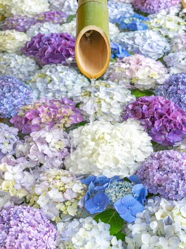 紫陽花　花手水