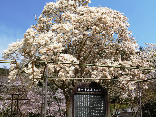 花の御寺 総本山 長谷寺 