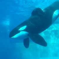 Nagoya Aquarium – Captivated by the Beauty of "Blue" 💙🐬