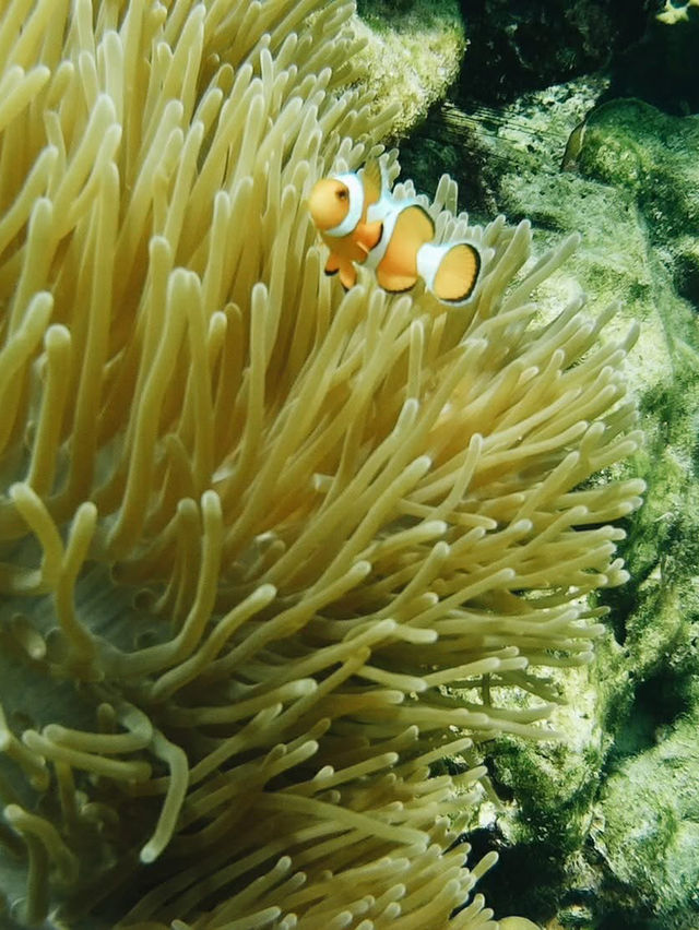 シミランの静けさに包まれて、自分だけの楽園時間を。🌴🐢💙