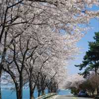 Blossom Overload