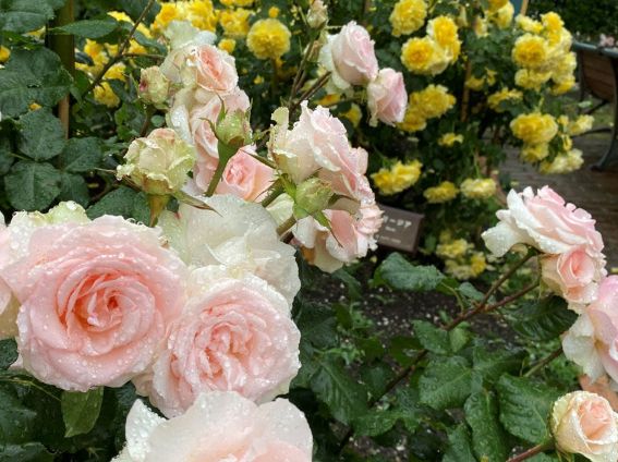 石川縣🇯🇵繡球花景點特集💐