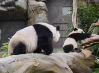 香港🇭🇰 海洋公園睇熊貓🐼