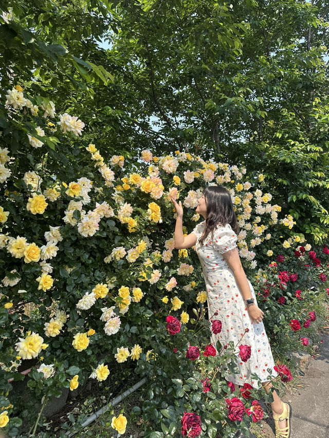 💓엔젤라 장미 맛집 요기잖아..🌹