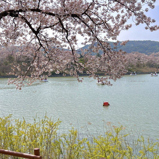 경주 벚꽃, 유채꽃 데이트 🌸💛 