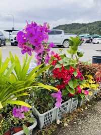 Succulent Heaven in Kundasang 