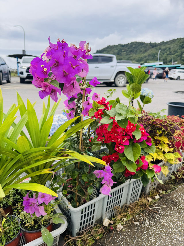 Succulent Heaven in Kundasang 