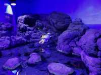 橫濱🇯🇵 八景島水族館