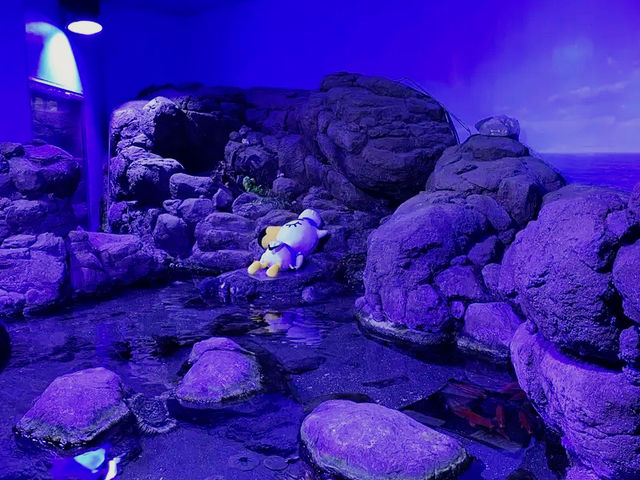橫濱🇯🇵 八景島水族館