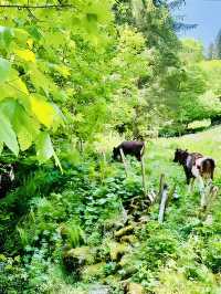 Adjacent to Swat, the Switzerland of Pakistan - Scenic Kumrat Valley with very budget options