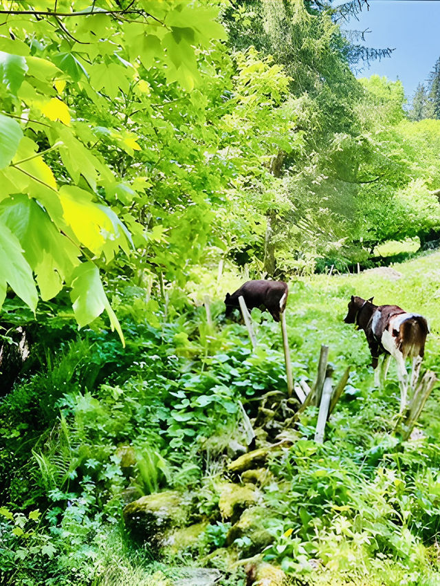 Adjacent to Swat, the Switzerland of Pakistan - Scenic Kumrat Valley with very budget options