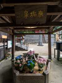 奈良の本気✨長谷寺あじさゐ回廊 今年は注意も！8枚目を見てね