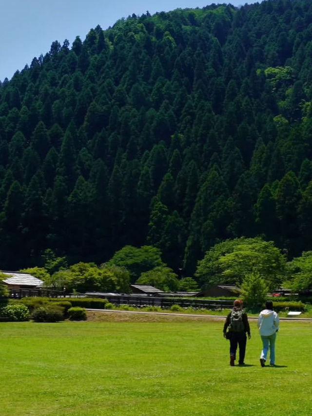 【足羽山公園で四季を感じる癒し旅】福井市街の緑のオアシス🌸🍁🌳