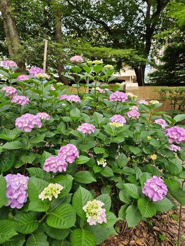 超美！福岡季節限定的紫陽花園