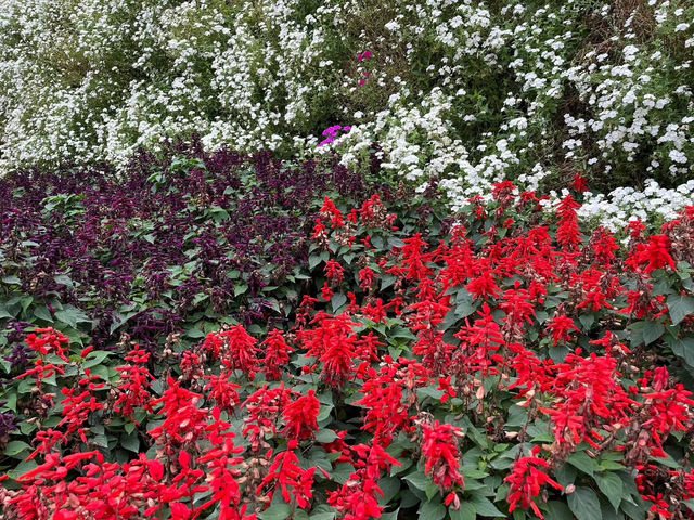 🌸 Blooming Lovely at Flora Park, Cameron Highlands