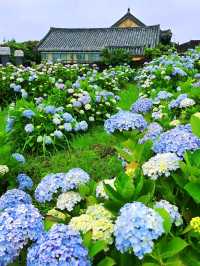 濟州城山日出峰⛰️繡球花盛開💙💜