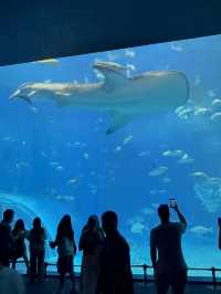 沖繩｜再遠都值得跑一趟 美麗海水族館的黑潮之美