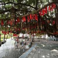 🌴 The Silent Witness: Hulishan’s Ancient Banyan Tree Whispers War & Peace!