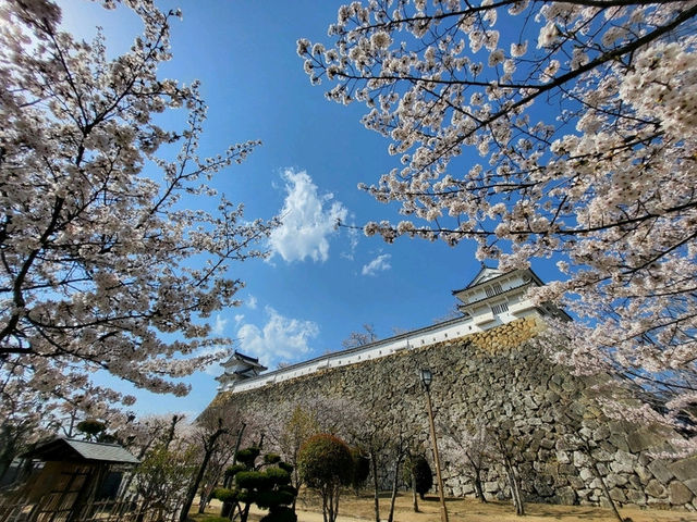 古城與櫻花的浪漫邂逅/姬路城/白鷺城
