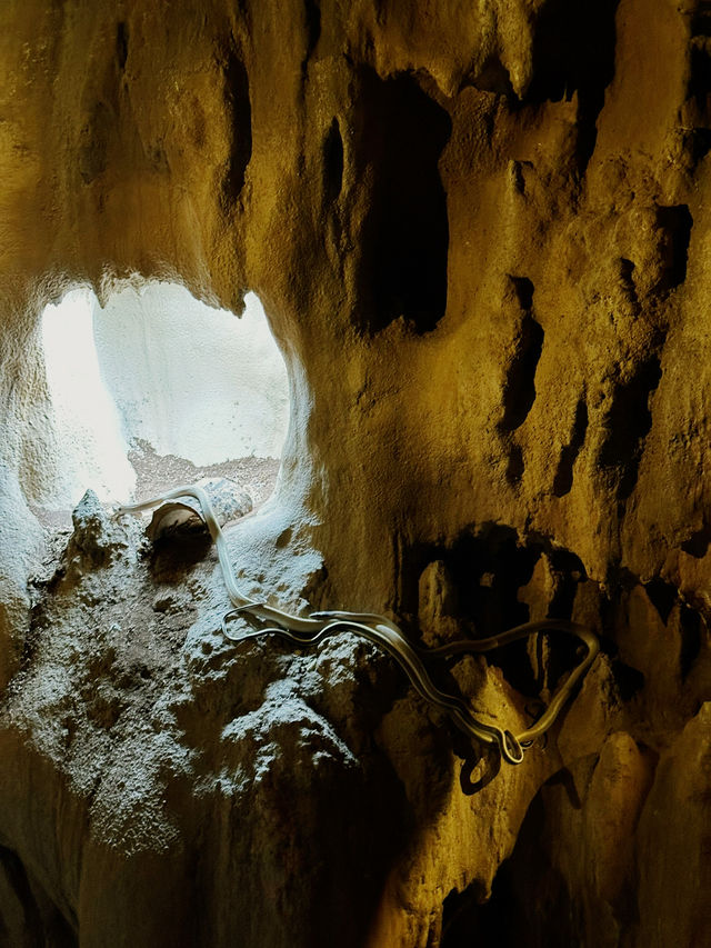 Singapore’s New Jungle Adventure: Caves, Climbs & Wild Thrills Await! 🧗🌿🇸🇬