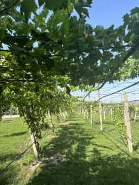 Discover the Winery in Tashkent, Uzbekistan 🍷🇺🇿 