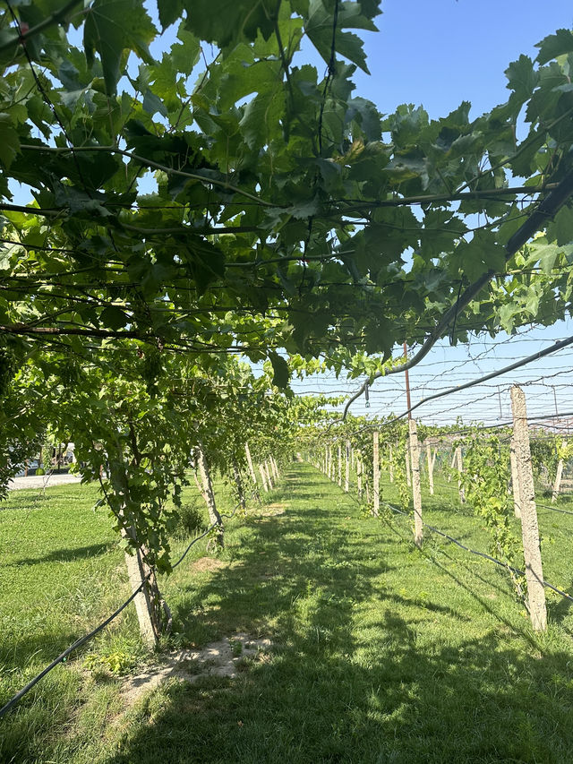 Discover the Winery in Tashkent, Uzbekistan 🍷🇺🇿 