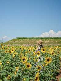 山梨の人気ひまわりスポットをご紹介🌻
