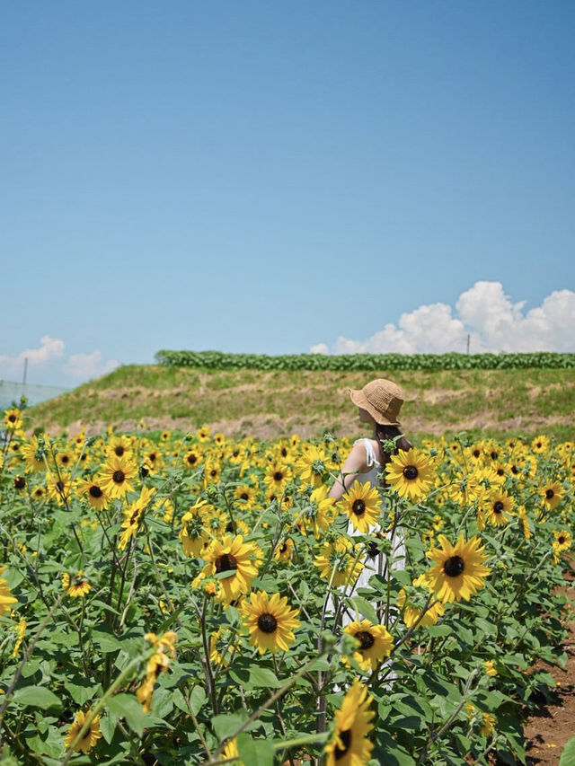 山梨の人気ひまわりスポットをご紹介🌻