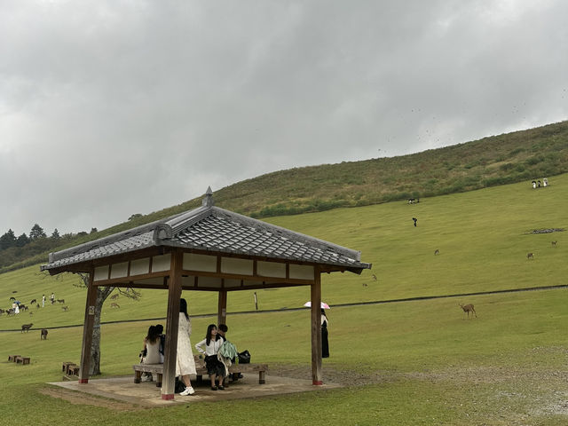 若草山：在奈良的自然懷抱中，享受壯麗的景色與心靈的寧靜！