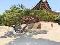 A Royal Walk Through Gyeongbokgung Palace