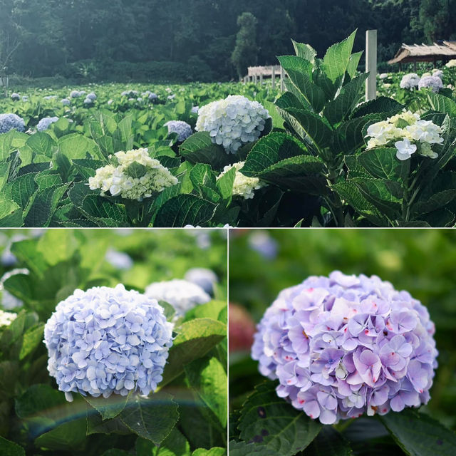 ดอกไฮเดรนเยียที่ขุนแปะ 💐