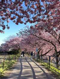 日本河津櫻花季