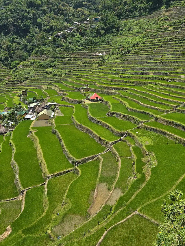 BATAD RICE TERRACES