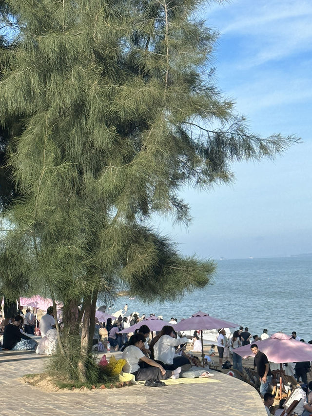 廈門環島路的椰林樹影