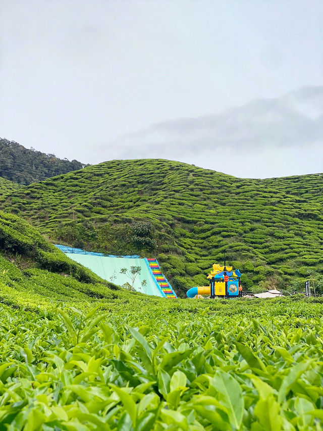 Tea with a View: Cameron Valley Escape!