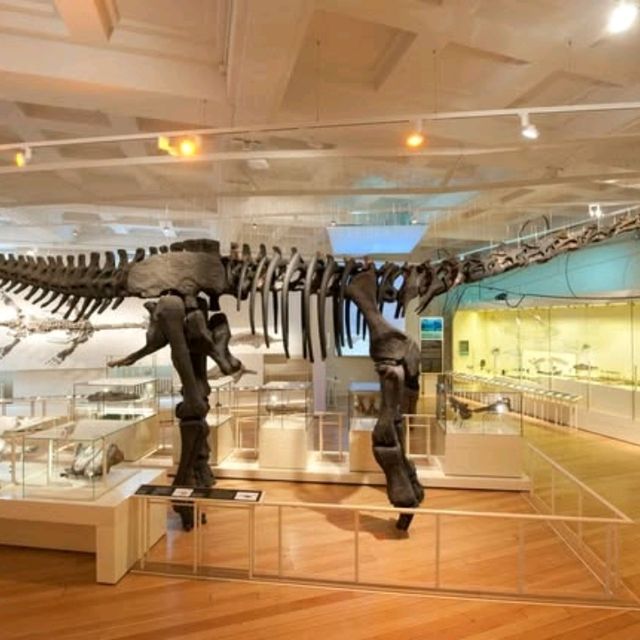 Beautiful fossils and Egyptian section, The art was interesting