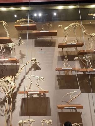 Shanghai Natural History Museum