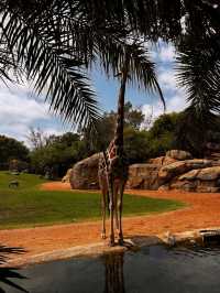 You Gotta See Bioparc Valencia, It’s Wild in the Best Way