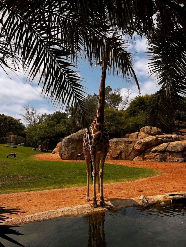You Gotta See Bioparc Valencia, It’s Wild in the Best Way