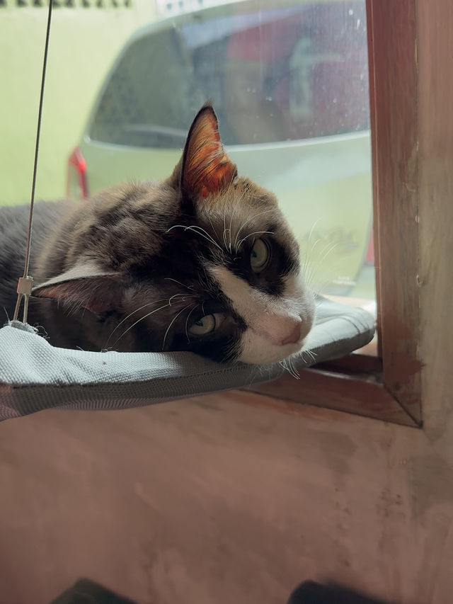 Rustic Vibes, Indoor Trees, and Cat Company: Grind.jb Café in Taman Sentosa
