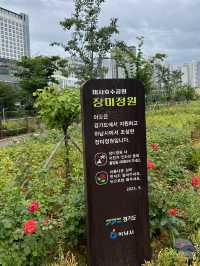장미는 비록 졌지만, 그래도 예쁜 장미정원