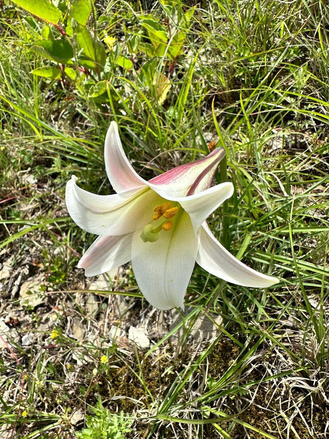 合歡山夏秋之美